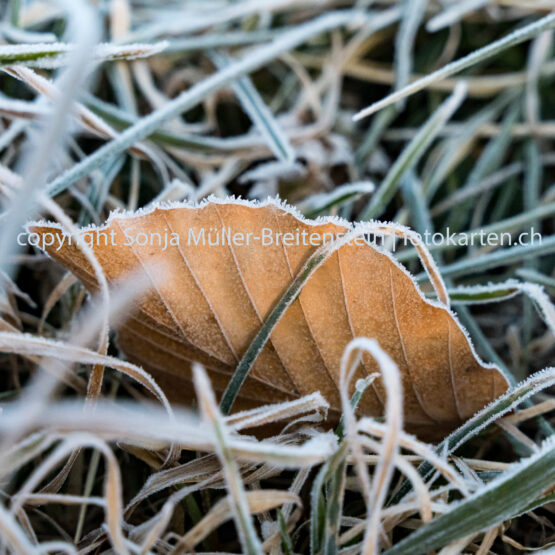 Bodenfrost